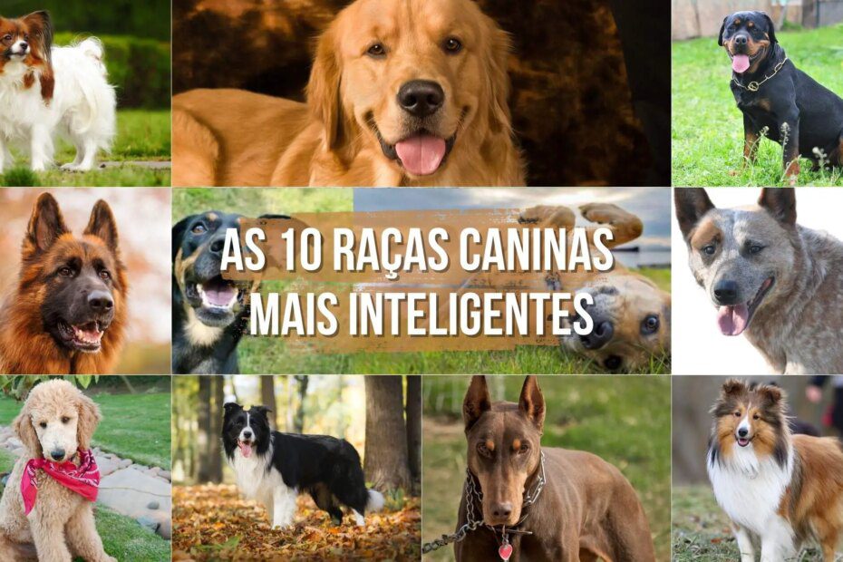 Quais os cachorros mais inteligentes do mundo?