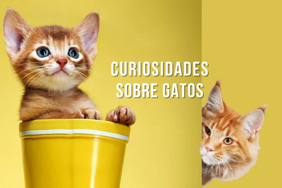 Curiosidades sobre gatos que todo amante de felinos deve saber