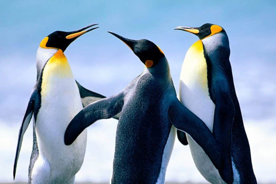 wallpapers-pinguins