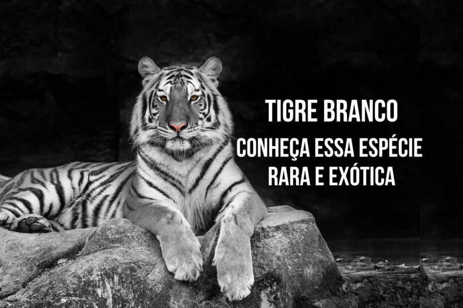 Tigre Branco: Conheça essa espécie rara e exótica