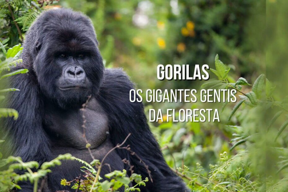 Gorilas: Os Gigantes Gentis da Floresta