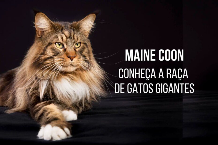 Raça Maine Coon: Conheça o Gato Gigante