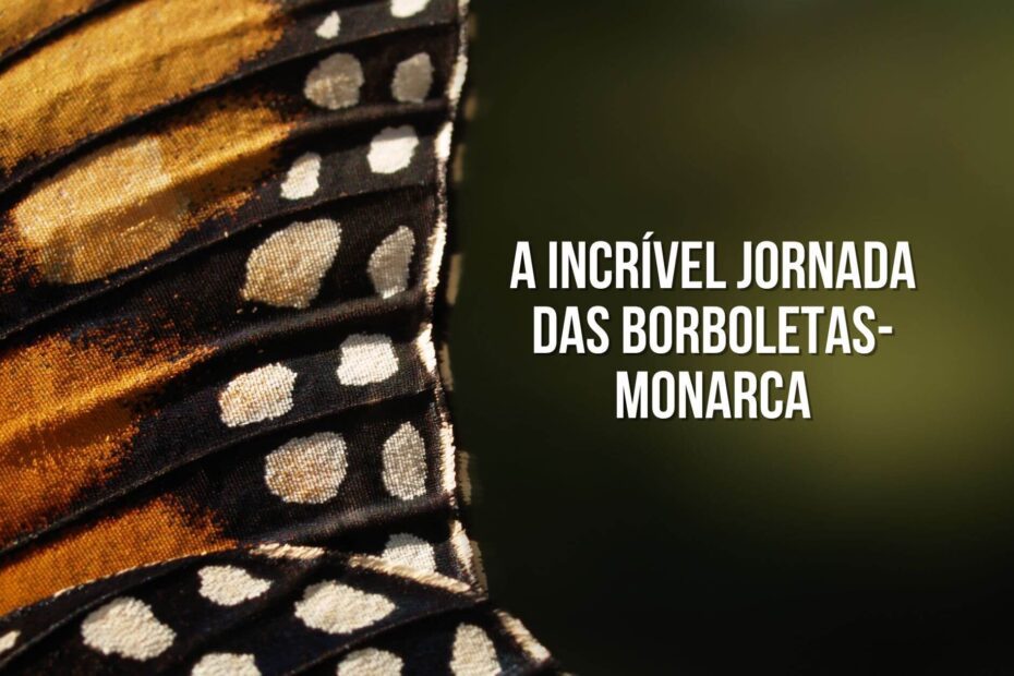 Borboletas-monarca e sua incrível jornada migratória