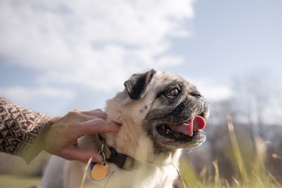 Como manter pets idosos entretidos: veja opções!