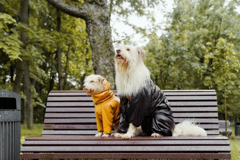 dois cachorros com capa de chuva sentados no banco