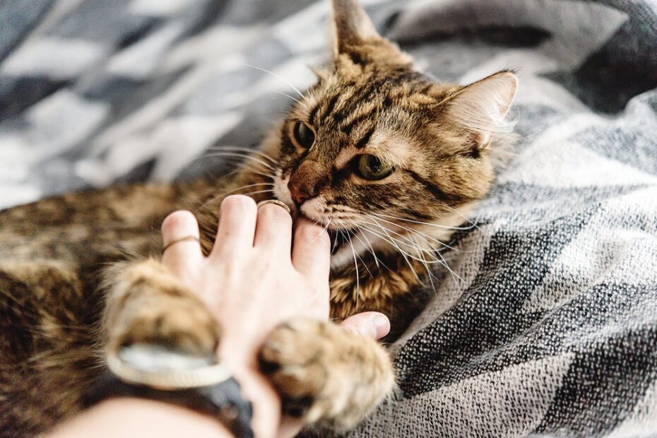 Levou uma mordida ou arranhão de gato? Saiba o que fazer