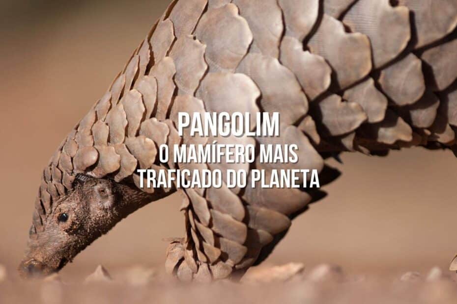 Pangolim: o mamífero mais traficado do mundo