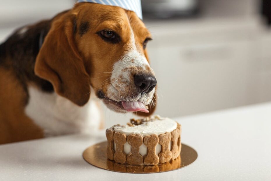 5 receitas simples para o aniversário do pet