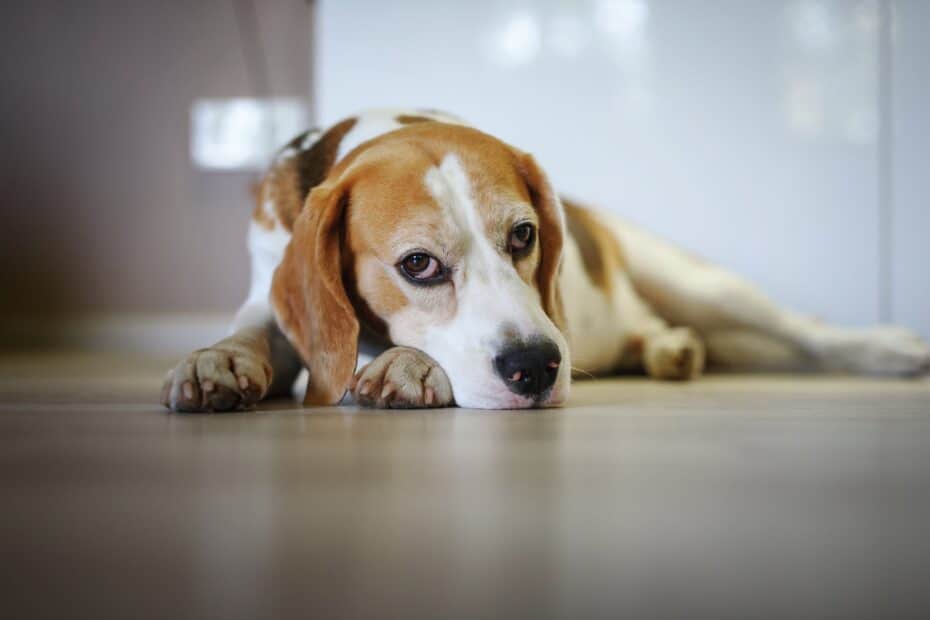 humanos podem afetar o otimismo dos cães