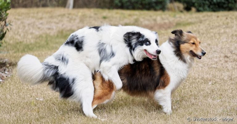 Cruzamento de cachorro: tudo sobre o assunto