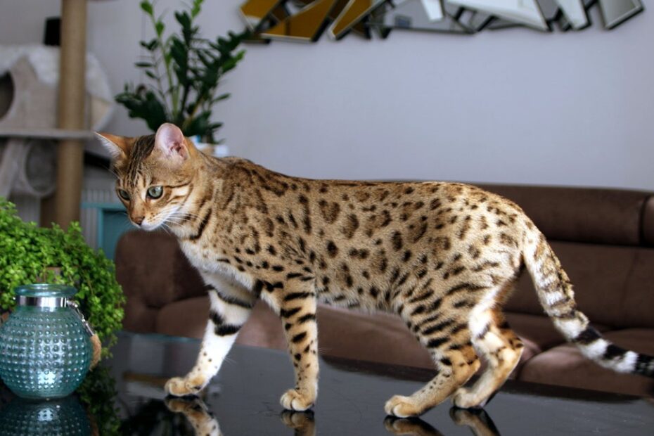 O gato Bengal é selvagem, híbrido ou doméstico?