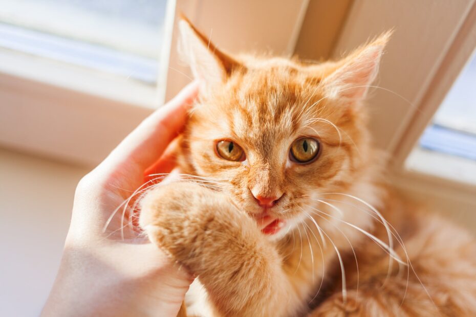 Gato laranja dá trabalho? Veja como é a convivência com eles