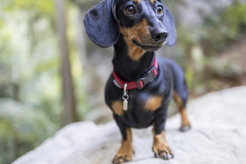 10 adoráveis raças de cachorro com pernas curtas