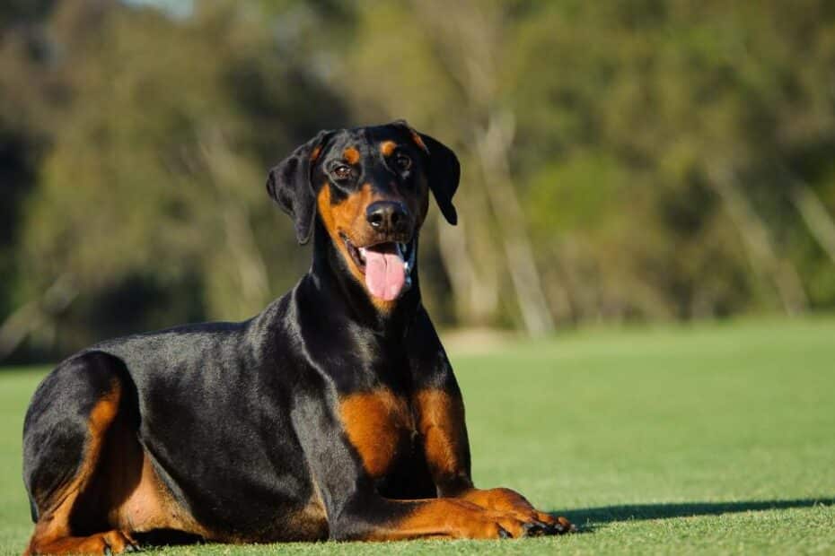 Todo Doberman tem a orelha em pé? Entenda a polêmica