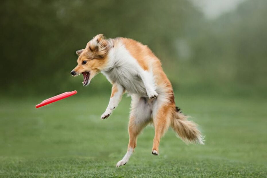 Brinquedos para cachorro treinar: veja as melhores opções