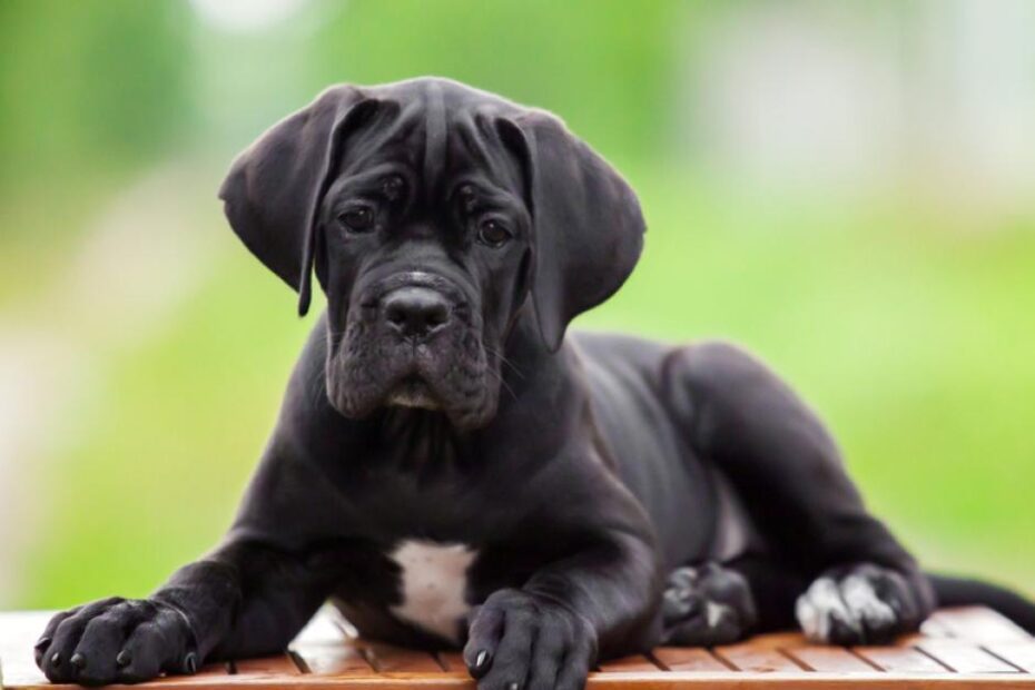 Qual o valor de um Cane Corso filhote?