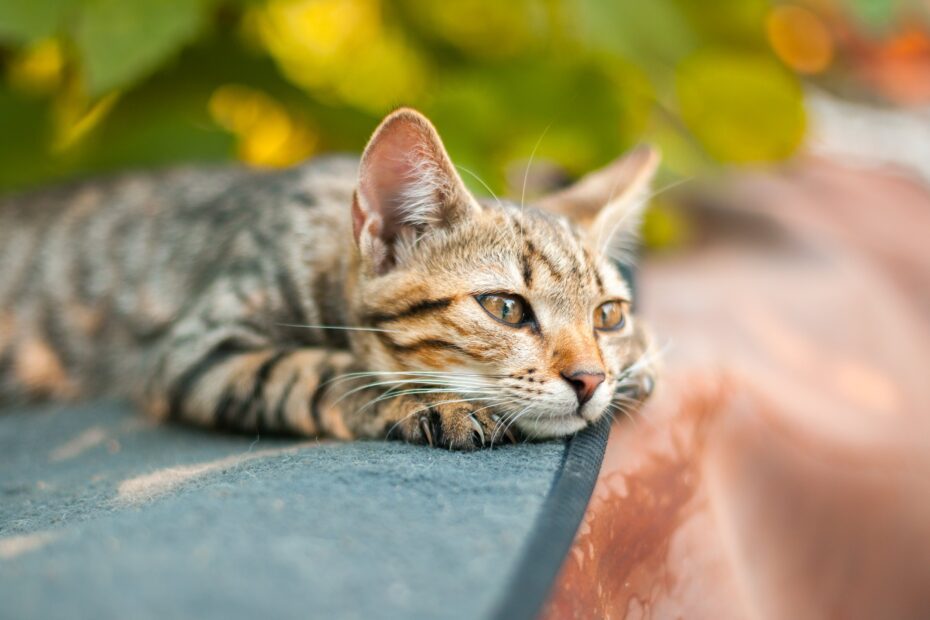 As 6 doenças de gato mais perigosas que existem, segundo experts