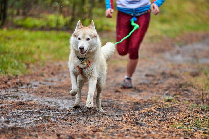 10 raças de cachorro para te acompanhar em corridas e trilhas