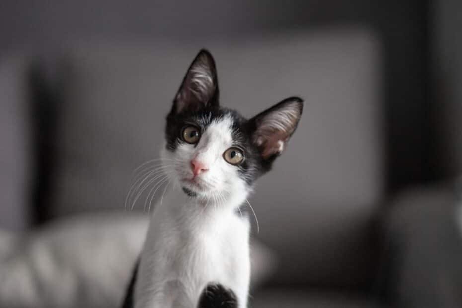 Tem um gato feliz? Se ele faz essas 8 coisas, é provável que sim