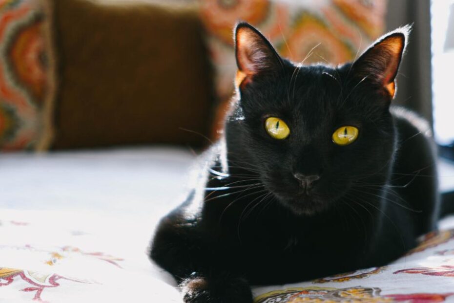 Qual o significado de sonhar com gato preto?