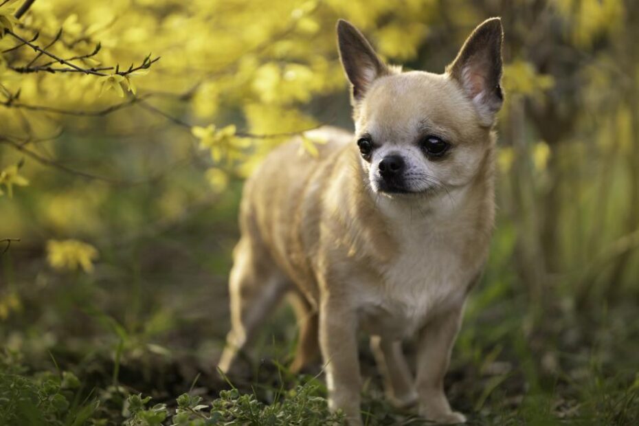 Qual o menor cachorro do mundo? Descubra a raça e tamanho dele