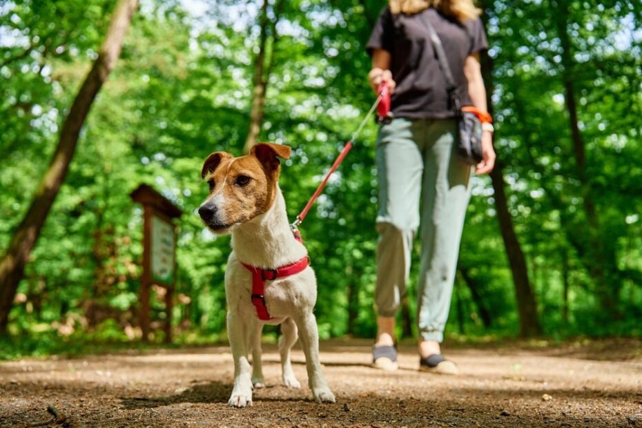 6 riscos da falta de exercícios físicos