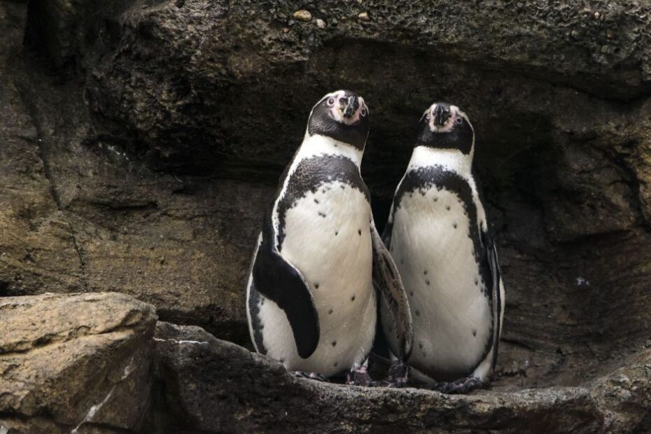 Morre pinguim que virou símbolo de casamento gay