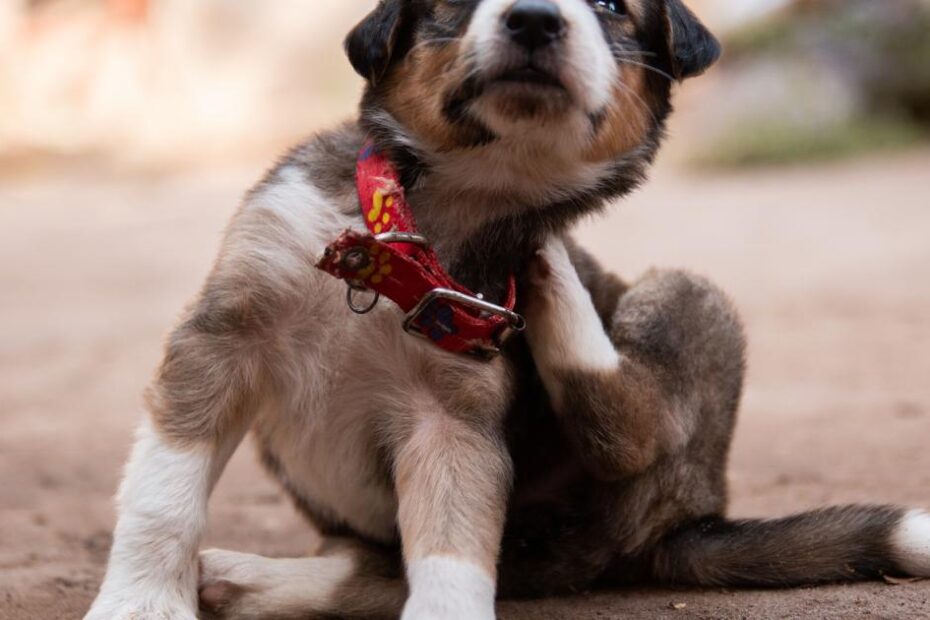 Adeus à pulga de cachorro! 5 formas de acabar com a infestação