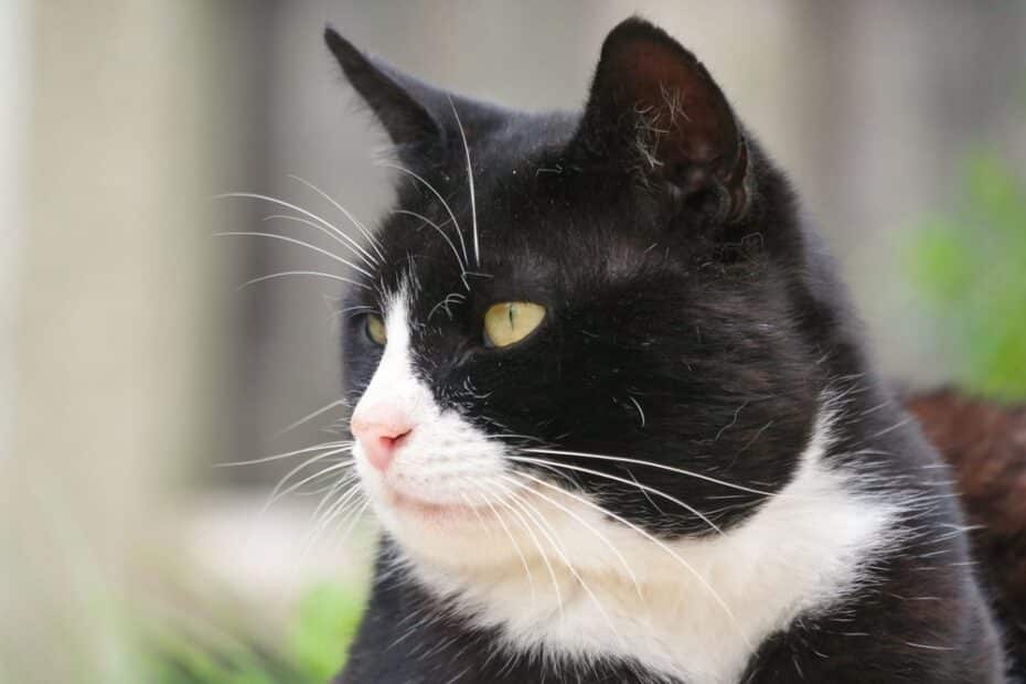 Seu gato está ficando calvo? Entenda a queda de pelos em gatos