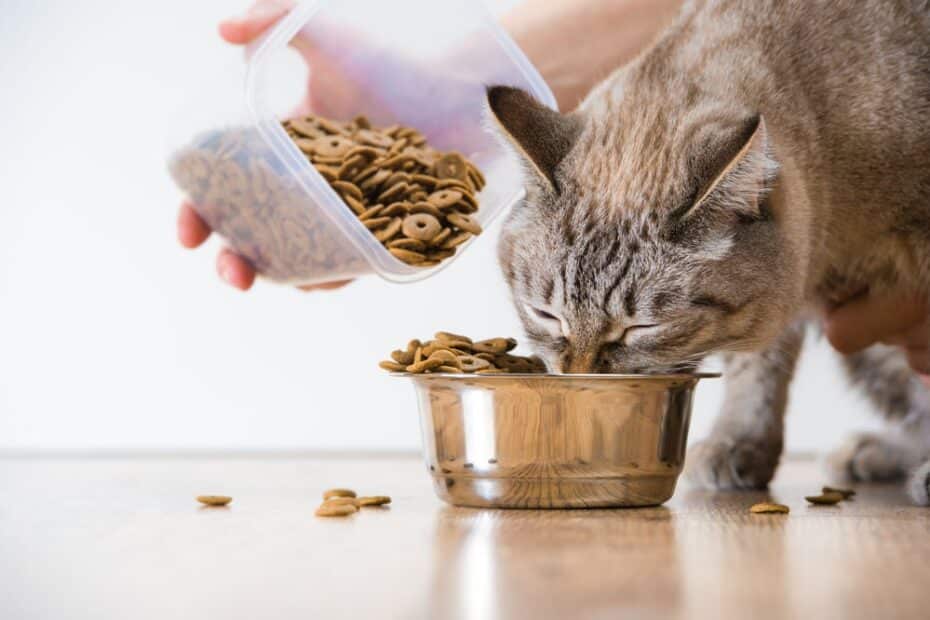 Como trocar a ração de gato? Nossos veterinários explicam!