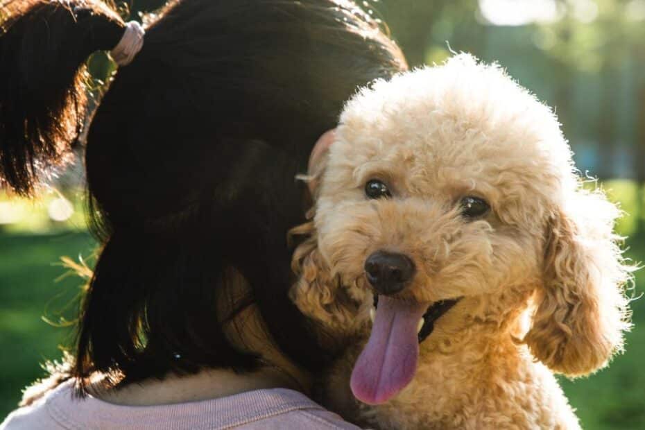 12 raças de cachorro para tutores ocupados