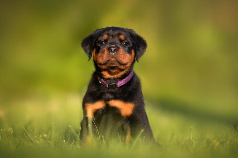 Qual o valor de um Rottweiler filhote?