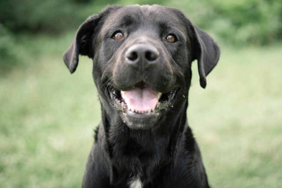 Qual o significado de sonhar com cachorro preto?