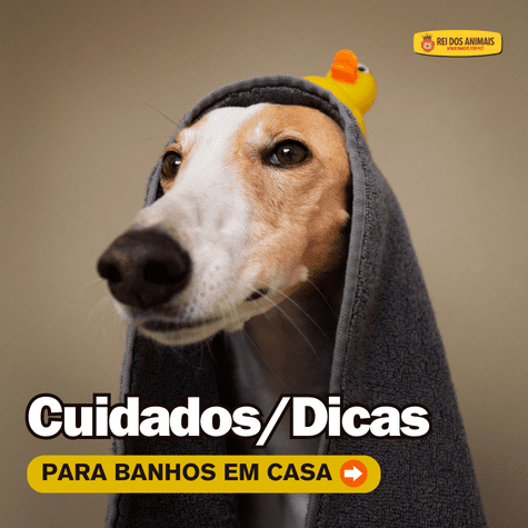 Blog Rei dos Animais - Cuidados/Dicas para Banhos em Casa