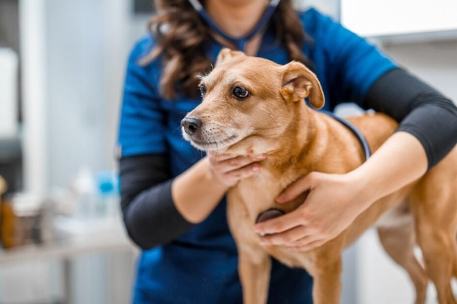 a primeira consulta com o veterinário