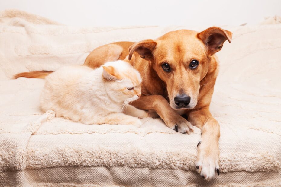 oncologista explica como melhorar a vida de pets em fase terminal