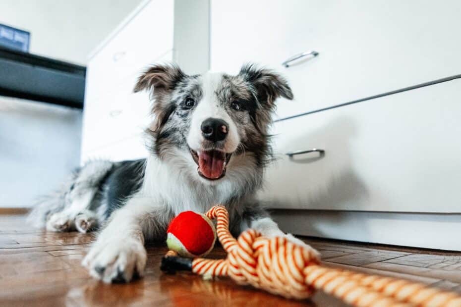 6 coisas que você pode fazer para deixar seu cachorro feliz