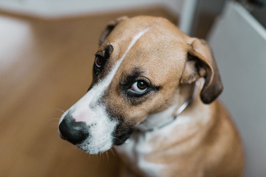 Cachorro tem dor de cabeça? Veterinária responde!