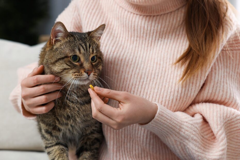 5 truques cat friendly de como dar remédio para gato