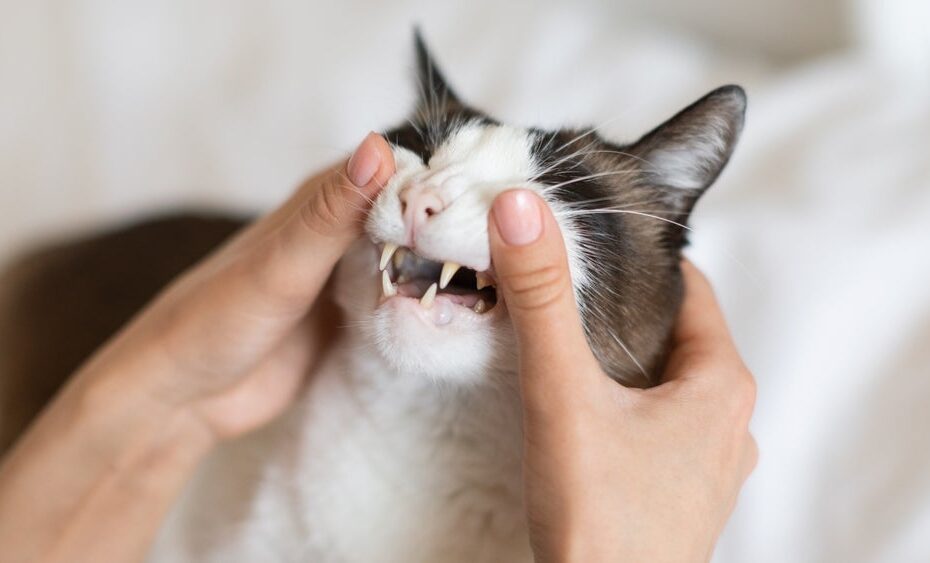 É normal o dente de gato cair na velhice? Veterinária responde!