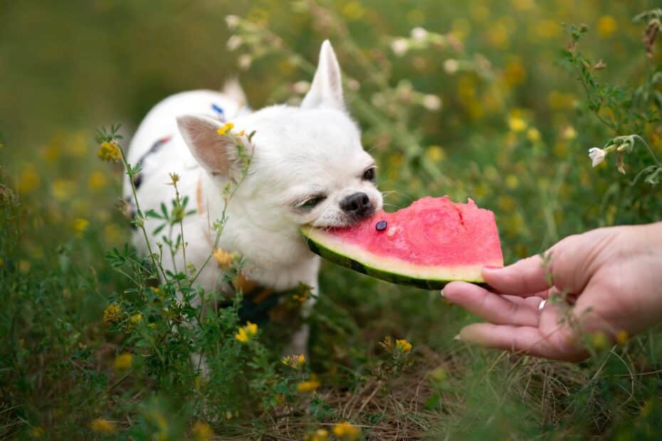 Salva, printa ou anota a lista de frutas para cachorro proibidas e liberadas