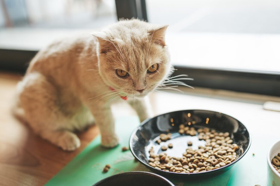 É normal o gato com calor comer menos? Entenda os efeitos do clima na rotina dos felinos