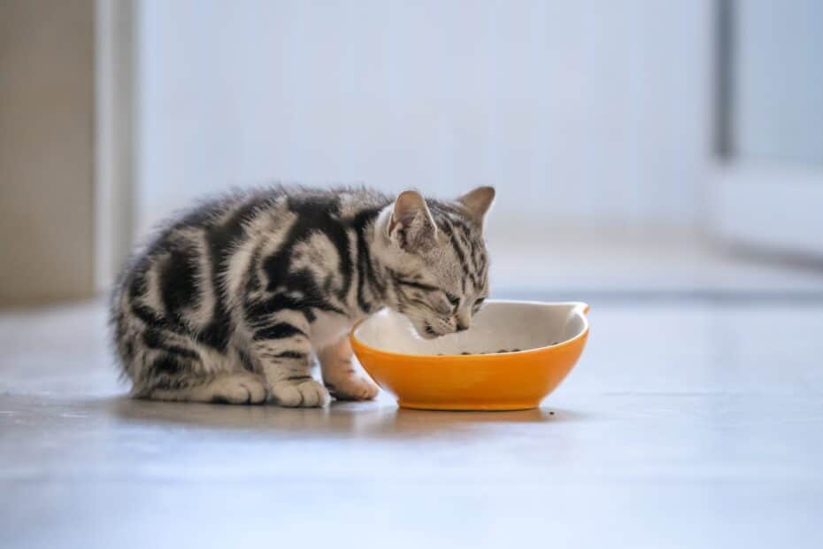 Essa é a quantidade que o gato filhote deve comer de ração por dia