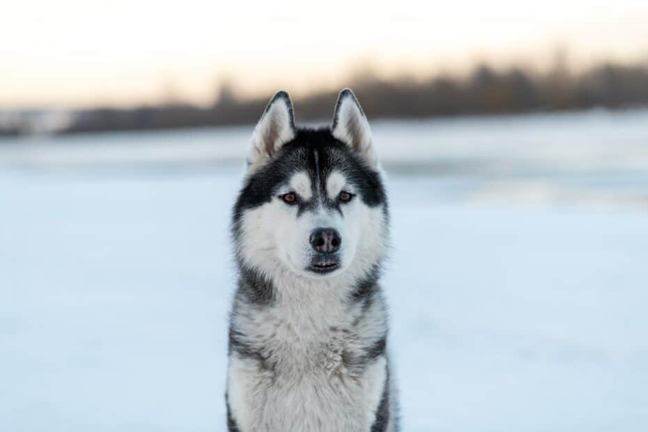 Quais as diferenças entre um Husky Siberiano e o Lobo-cinzento?