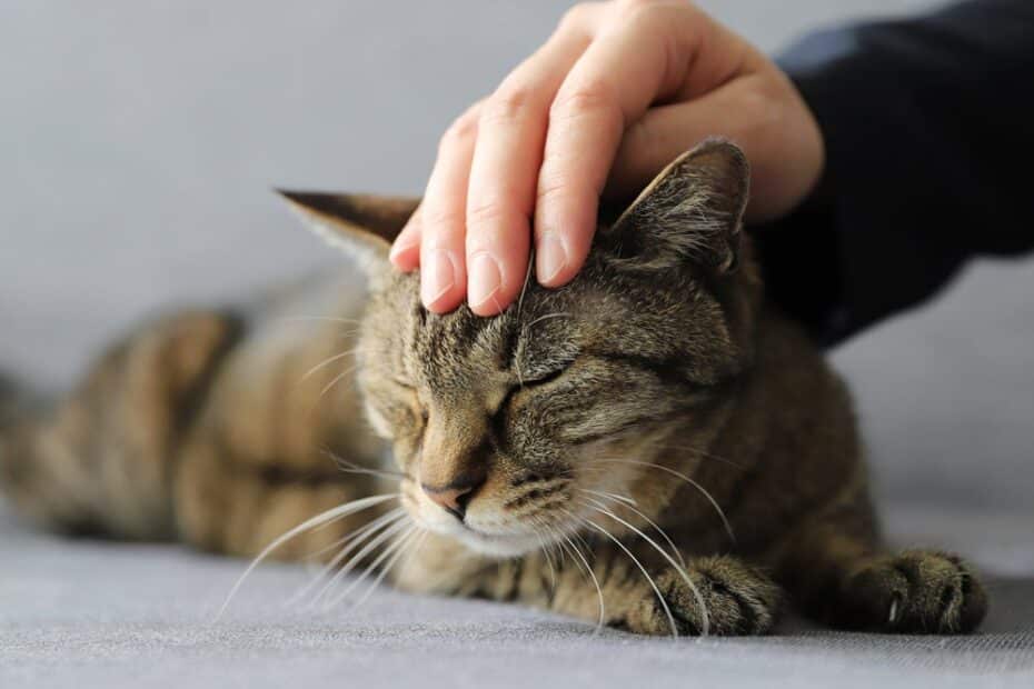 Você sabe onde fazer carinho no gato? Aprenda o que fazer!