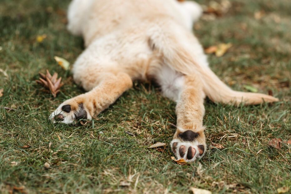 Por que a pata de cachorro tem cheiro de salgadinho?