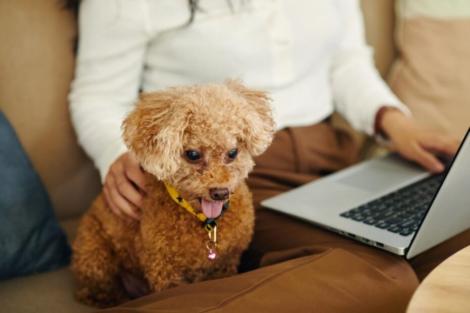 10 raças de cachorro para quem trabalha de home office