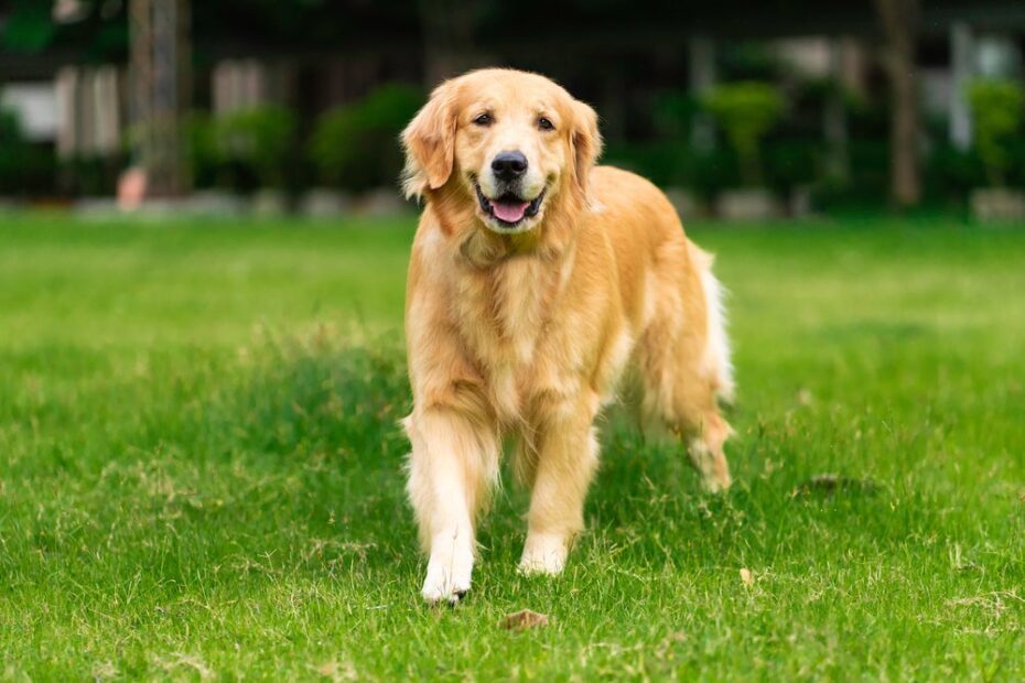 As 15 raças de cachorro mais espertas