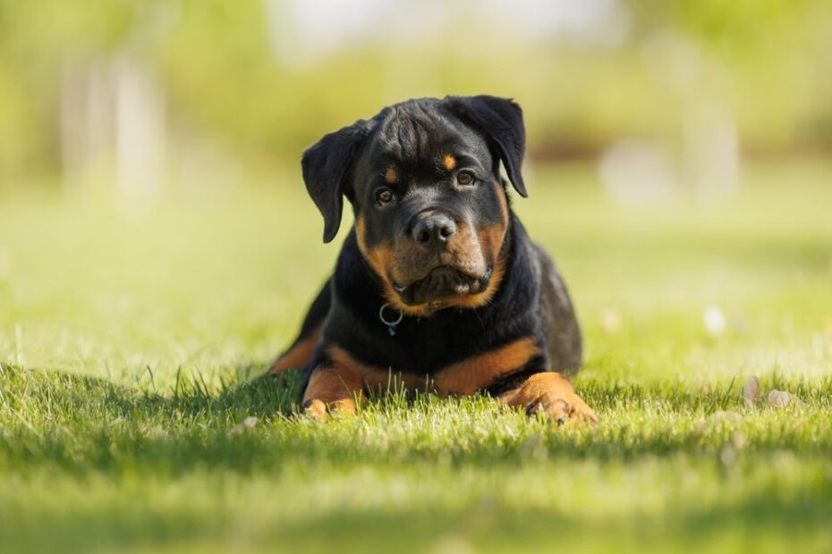 Como adestrar um filhote de Rottweiler? Foi com esses 6 passos que consegui deixar meu cachorro muito mais manso