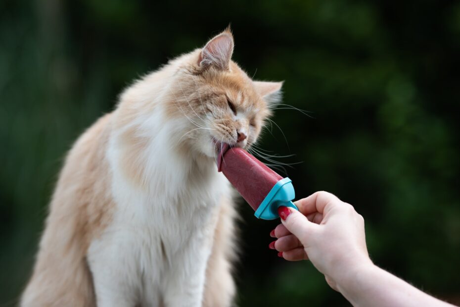 Esse picolé de sachê para gatos vai ajudar a refrescar seu pet